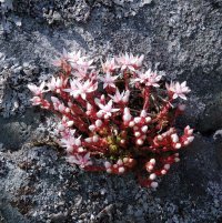 Stonecrop near Claggain Bay